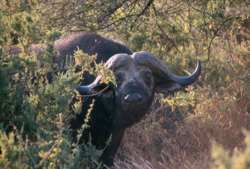 1-18 buffel - Samburu national reserve